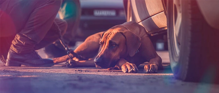 Rhodesian_Ridgeback_Autounfall_Midjourney_Topnews.jpg (Bild: KI-generiert/Midjourney) Rhodesian_Ridgeback_Autounfall_Midjourney_Topnews.jpg (Bild: KI-generiert/Midjourney)